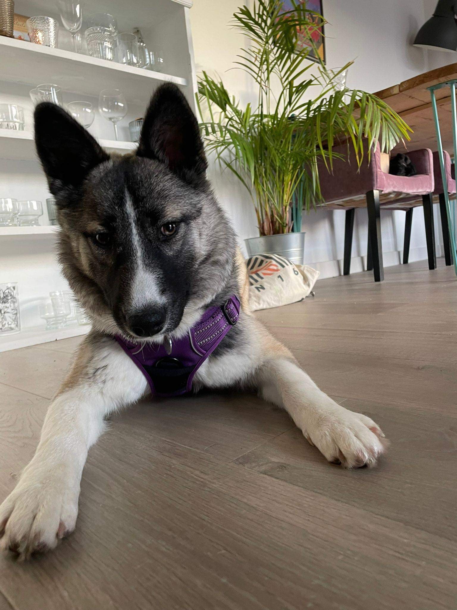 Kaia-AVAILABLE in UK Hackney East London - SIRIUS ANIMAL RESCUE